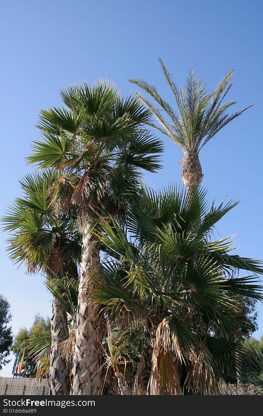 High palm trees on Lipari Island Volcano, Italy