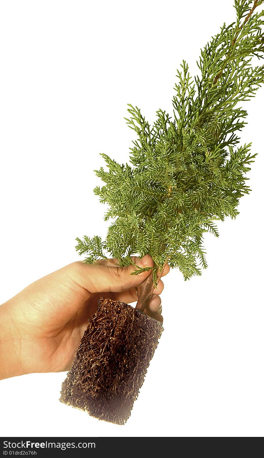 Plant On Casuarina Tree