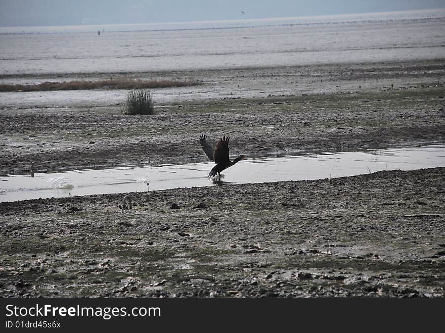 Bird flying in a stream