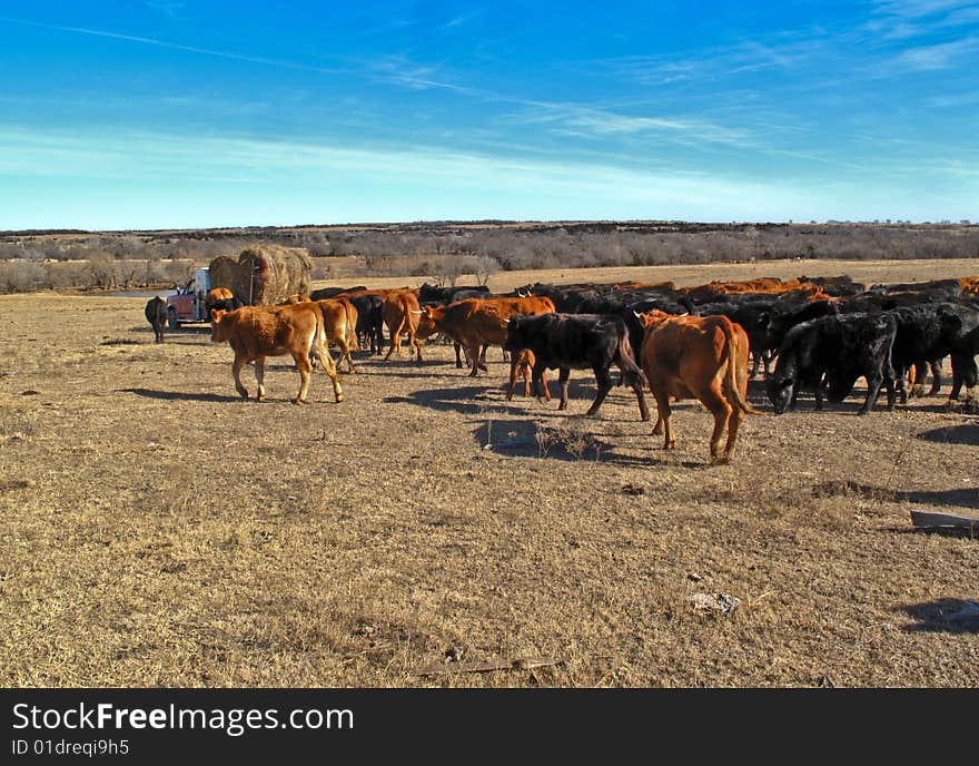 Farmer feeding his cattle by dropping range pellets from the back of his moving pickup. Farmer feeding his cattle by dropping range pellets from the back of his moving pickup