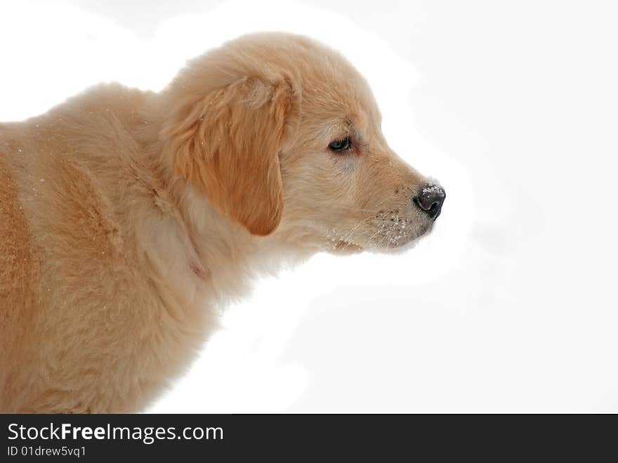 Golden retriever pup on white. Golden retriever pup on white.