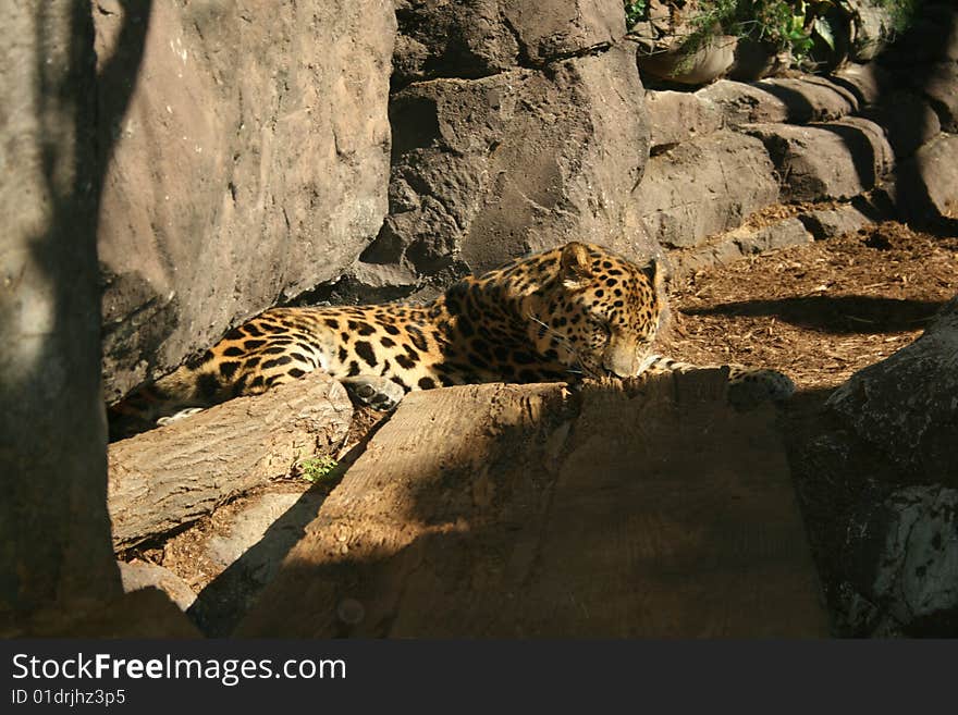 Sleepy jaguar taking a nap