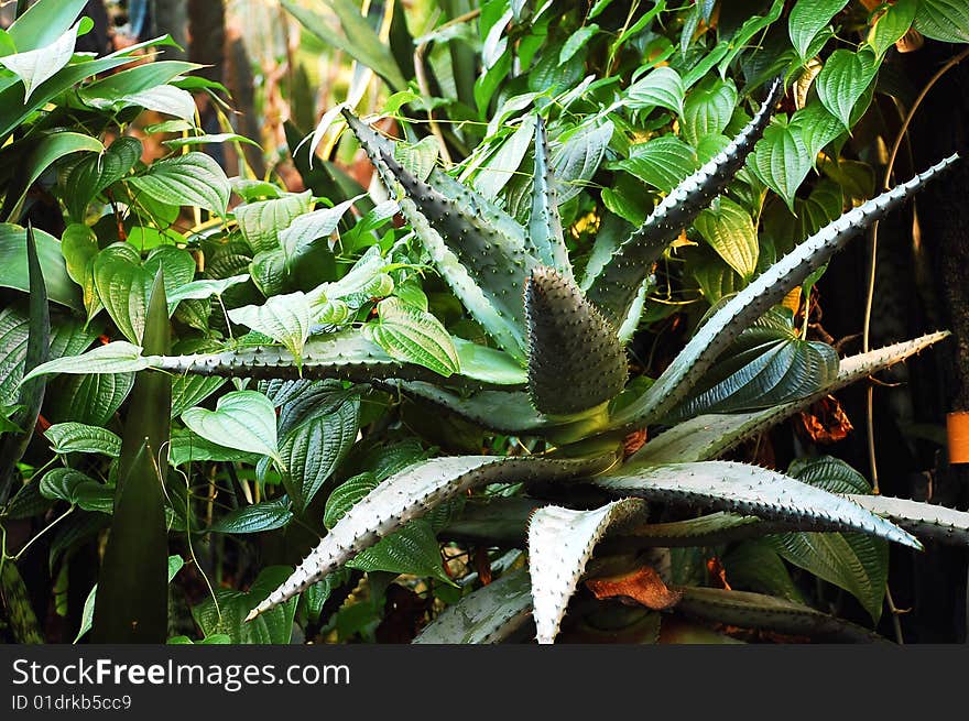 Cactus in garden