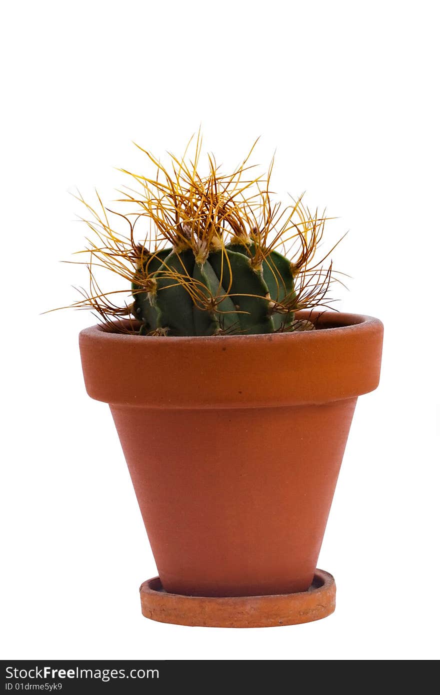 Domestic cactus isolated on white