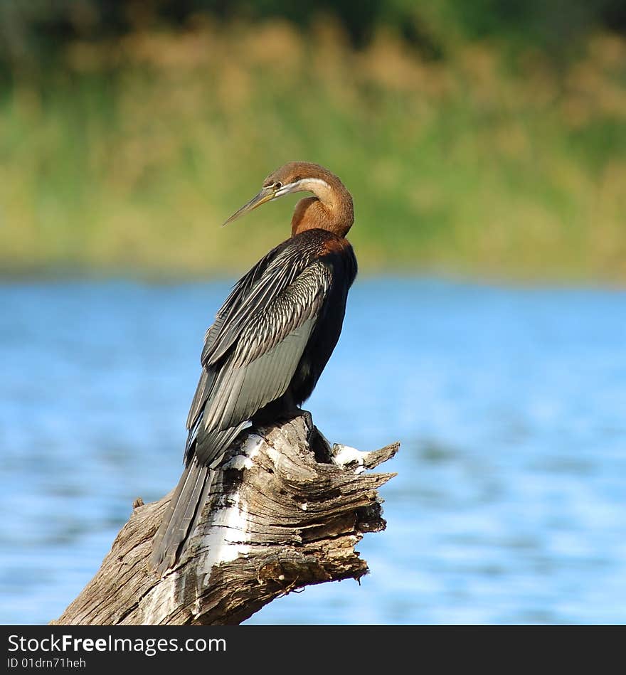 An African Darter (Anbinga malenogaster) at a lake in South Africa. An African Darter (Anbinga malenogaster) at a lake in South Africa