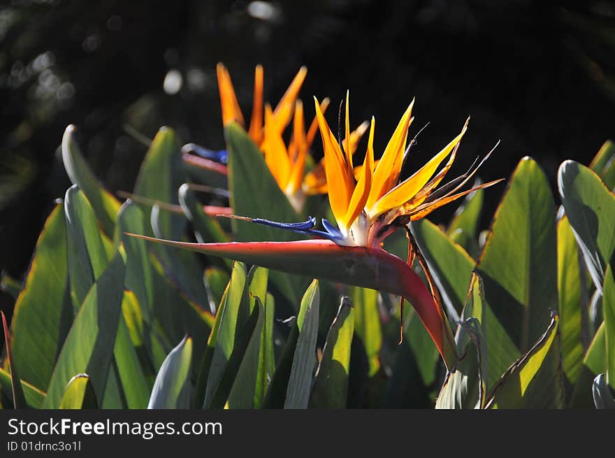 Close up photo of strelitzia reginae commonly known as bird of paradise or crane flower