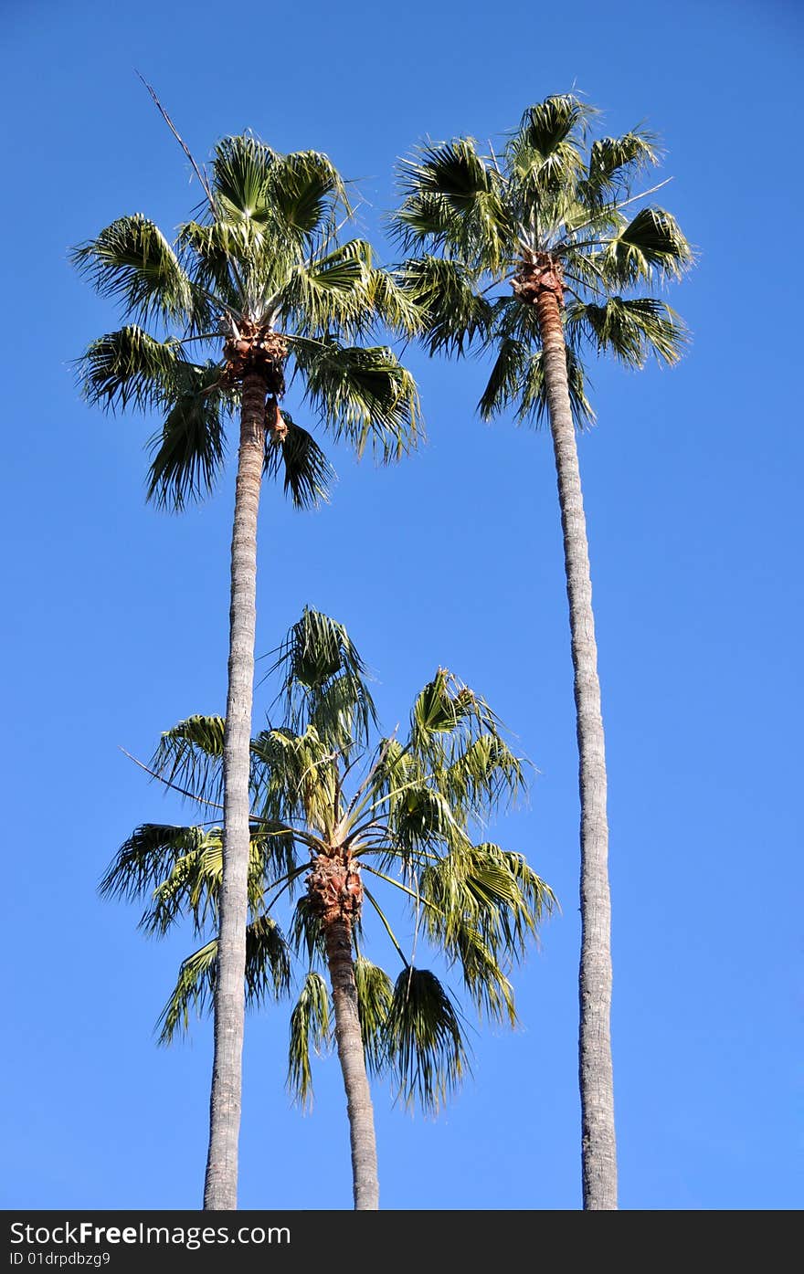 Isolated palm trees on a blue sky