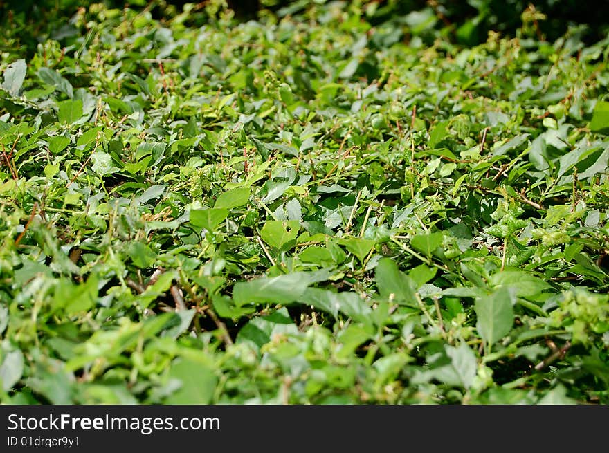 Nature green textured background image. Nature green textured background image