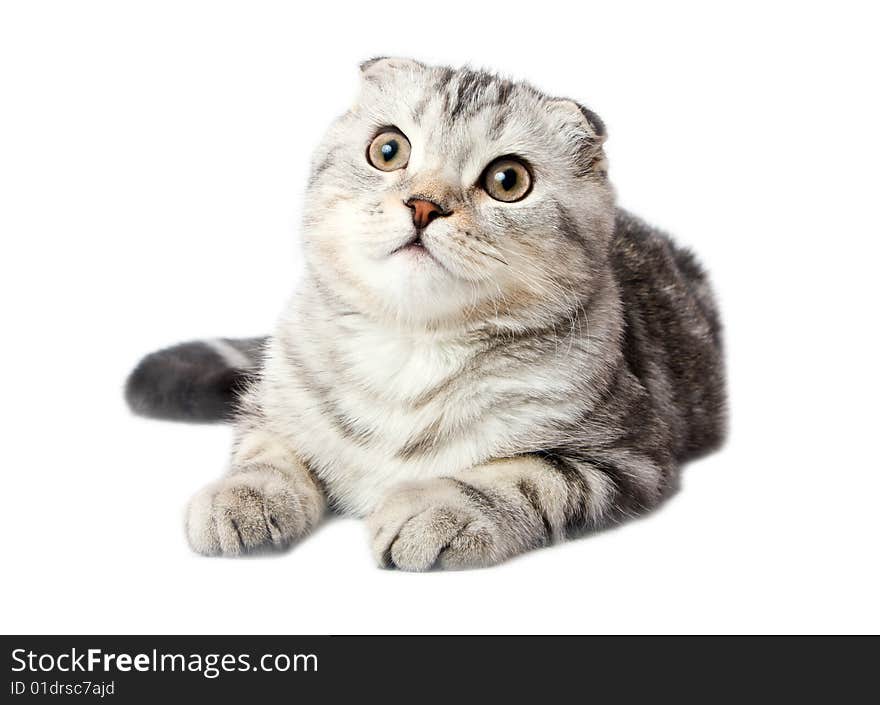 Scottish kitten lies on a white background isolated