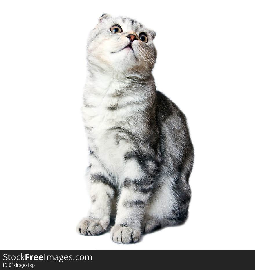 Scottish kitten on a white background