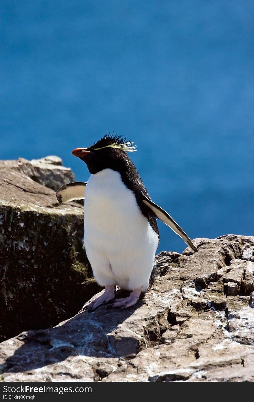 Rockhopper penguin on the sky background