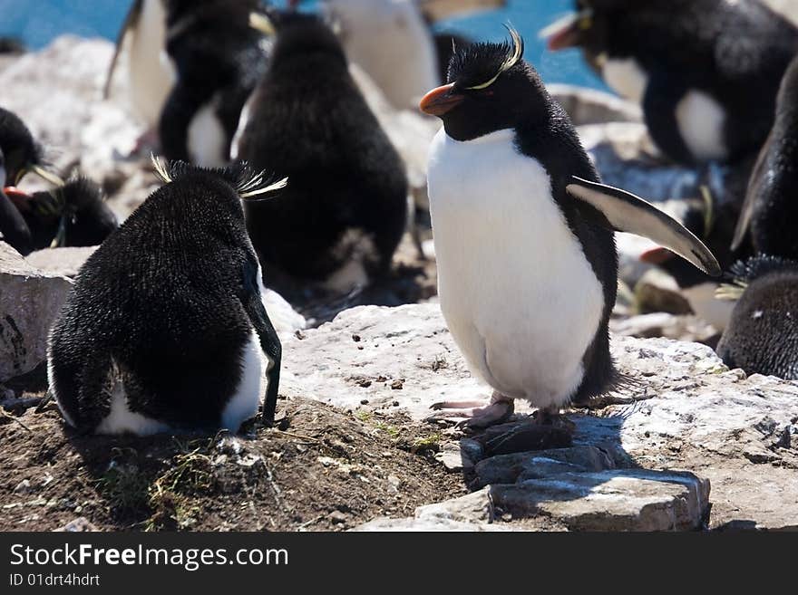 Two Rockhopper penguin on the nest. Two Rockhopper penguin on the nest