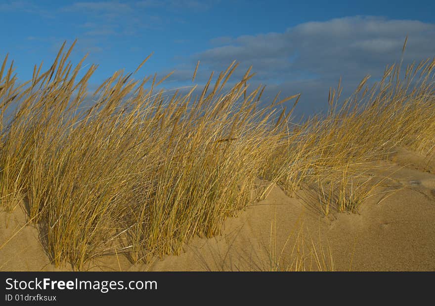 Sand dune on beach