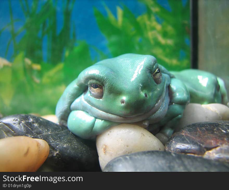 Blue Frog In Aquarium