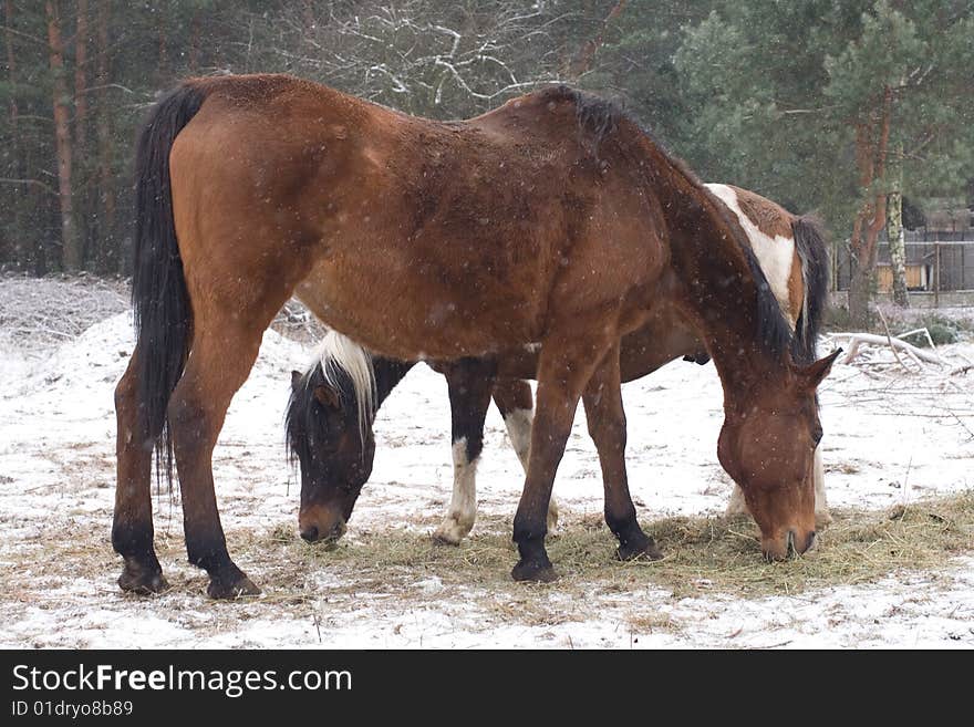 Horses put to graze