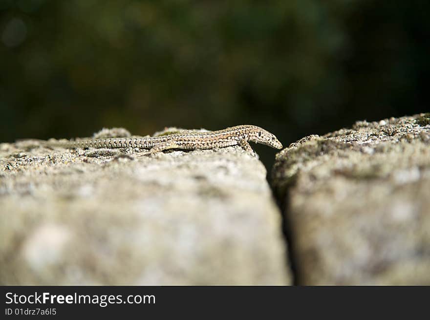 Small lizard