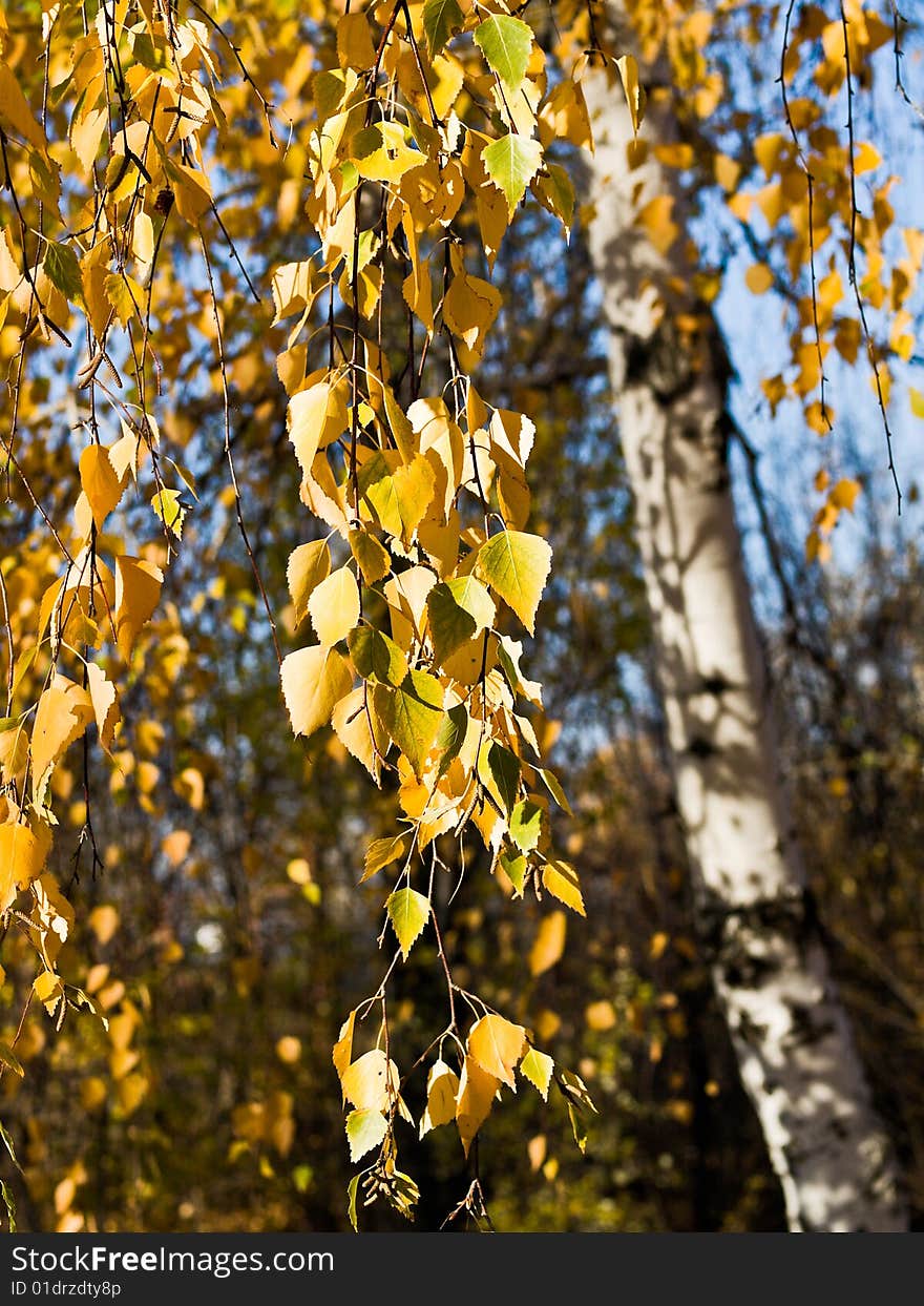 Birch leaves cascade under bright sunlight