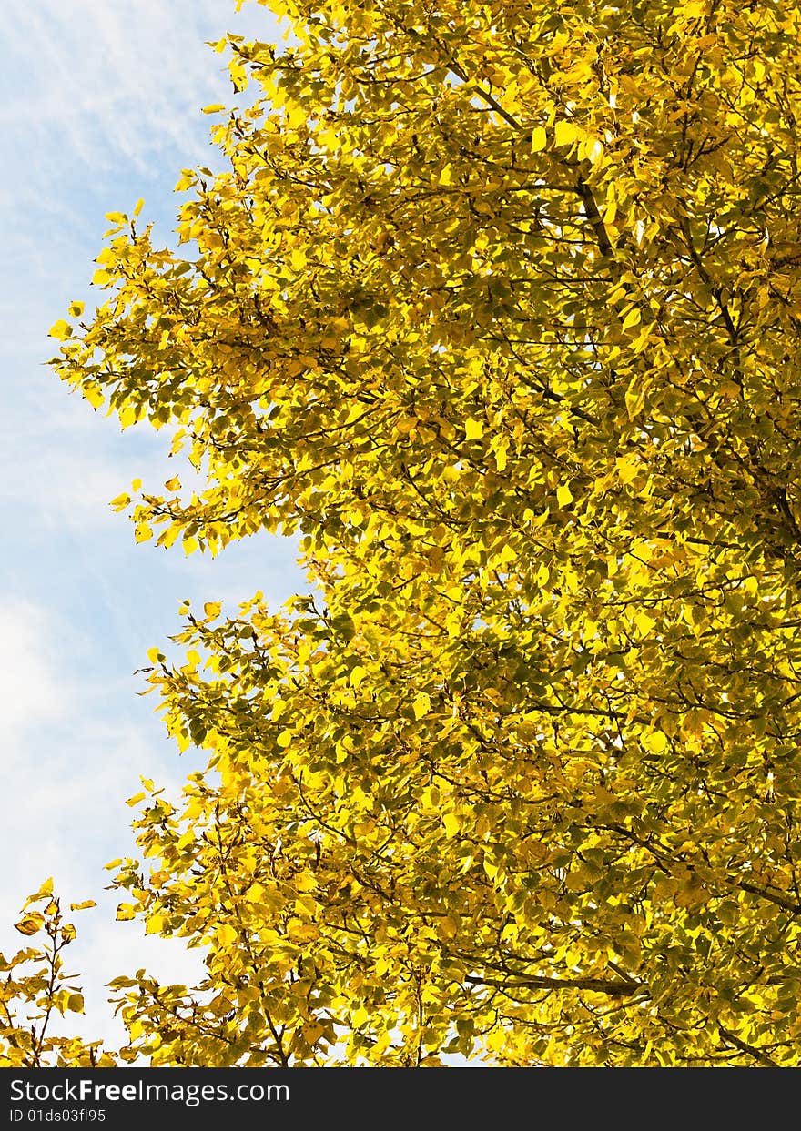 Yellow autumn leaves against cloudy sky. Yellow autumn leaves against cloudy sky