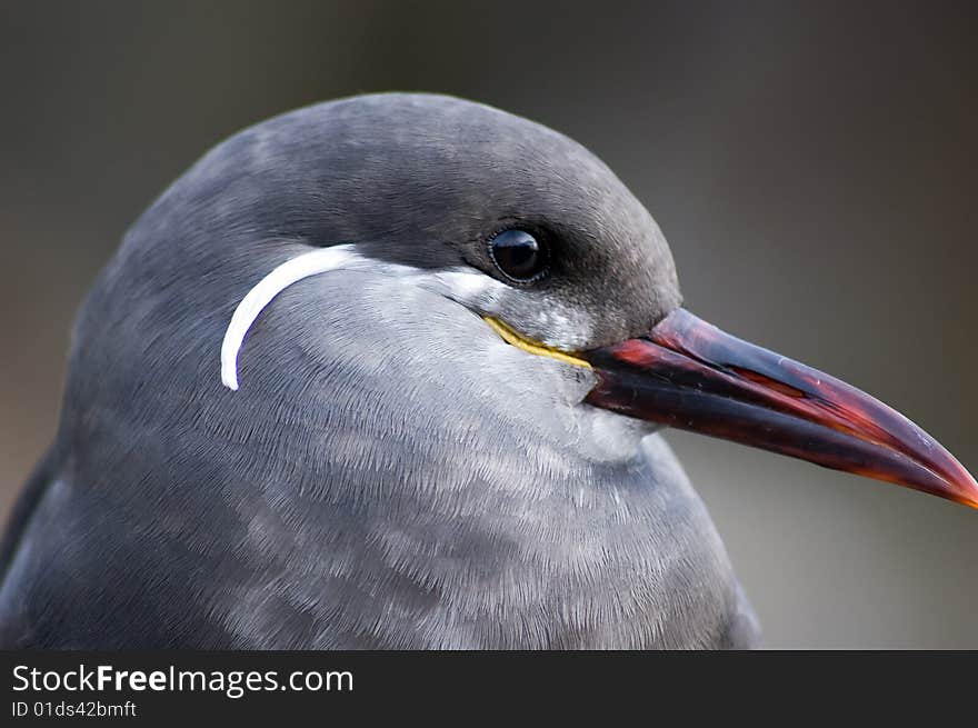 Inca tern