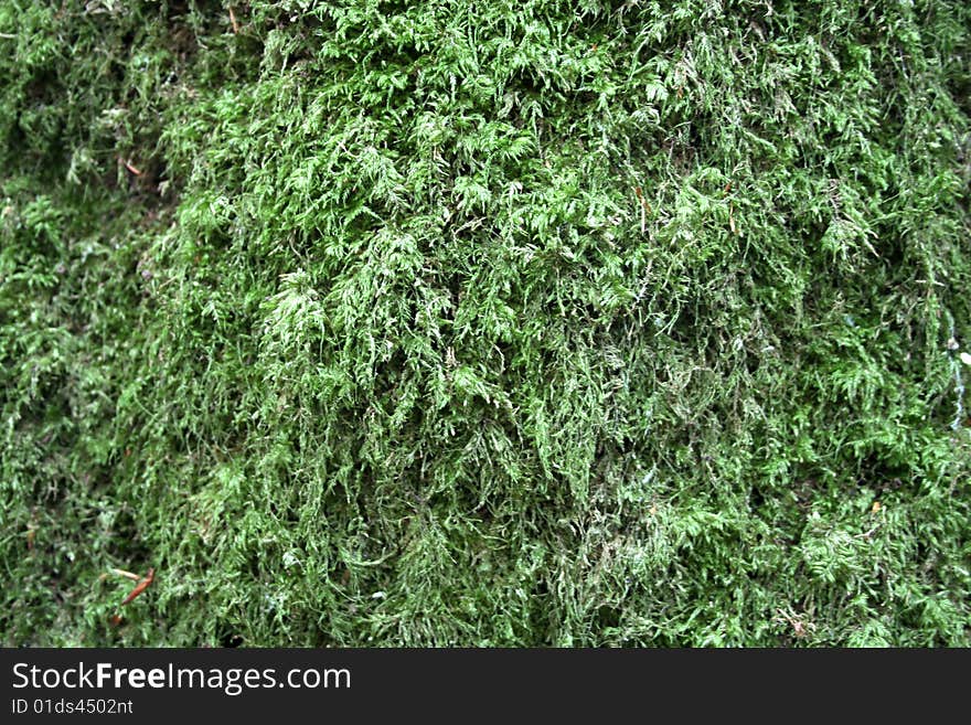 Carpet of moss forming green background texture