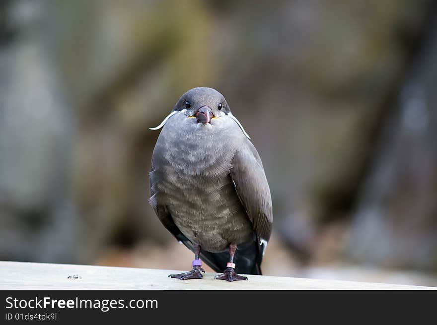 Captive inca tern at living coasts. Captive inca tern at living coasts