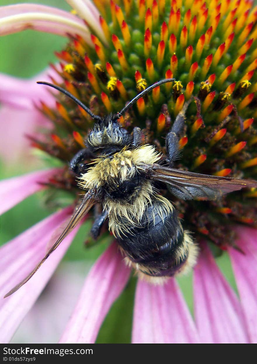 A bee on the flower