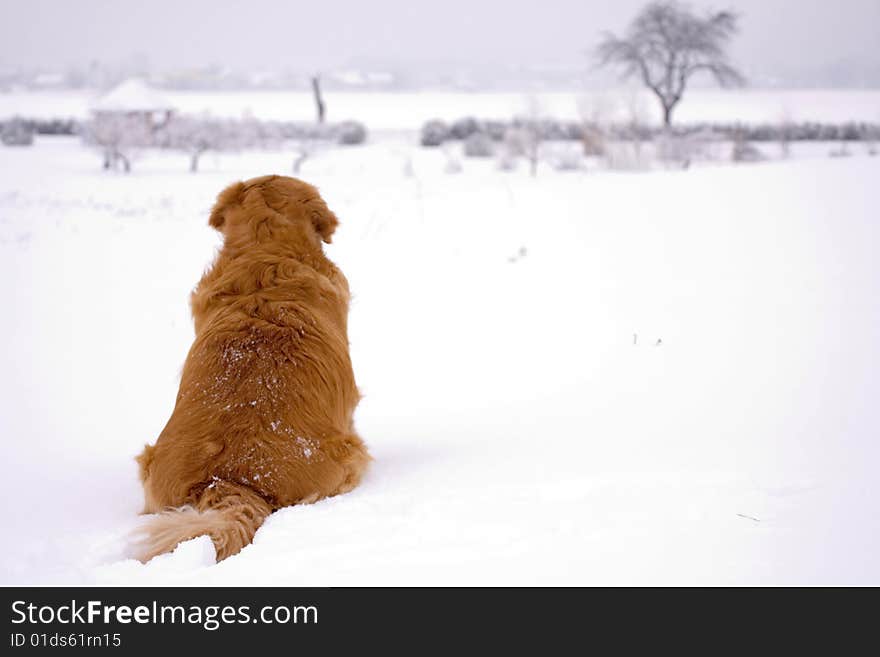 Dog In The Snow.