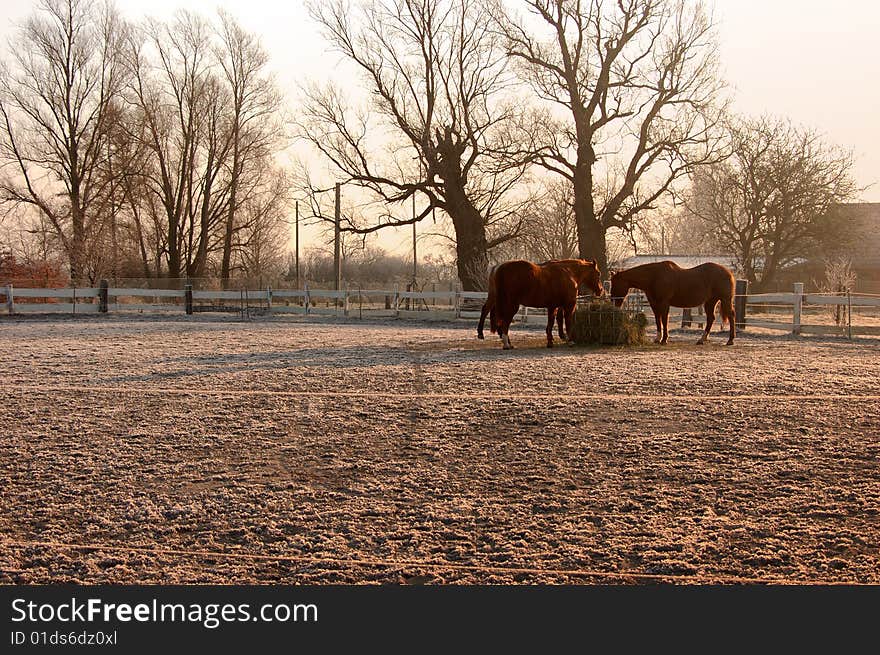 Group Of Horses