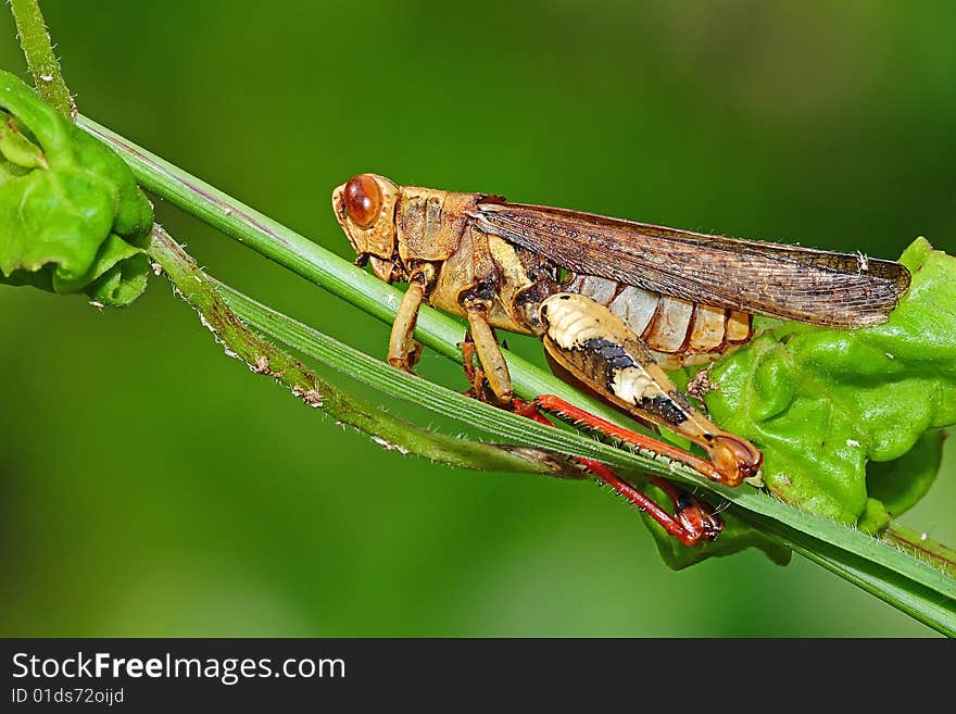 Dead Grasshopper In The Park