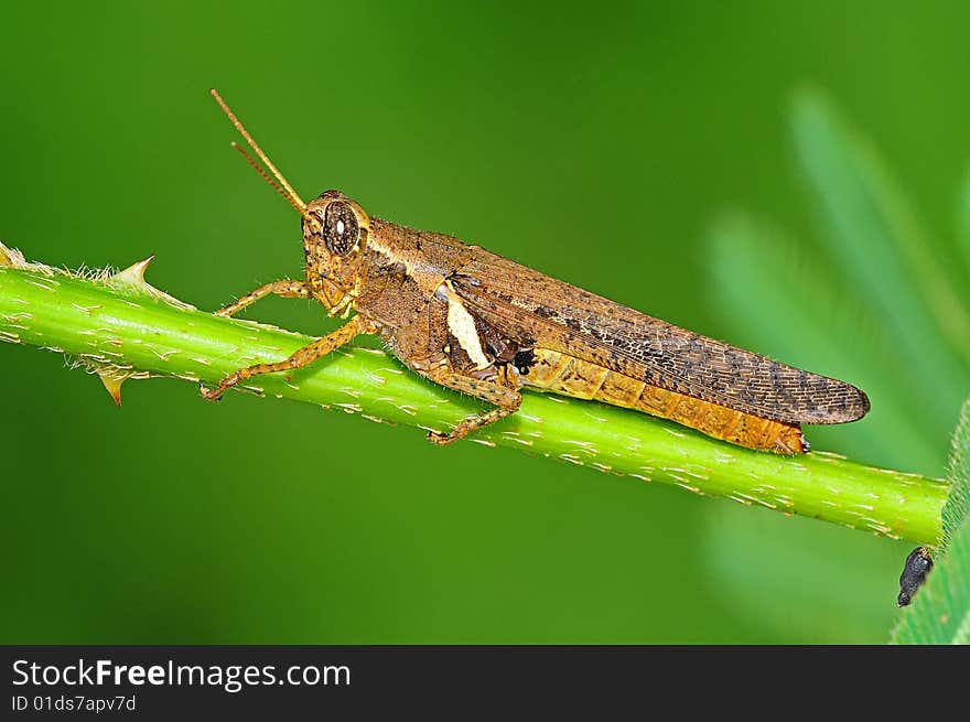 Brown Grasshopper In The Park