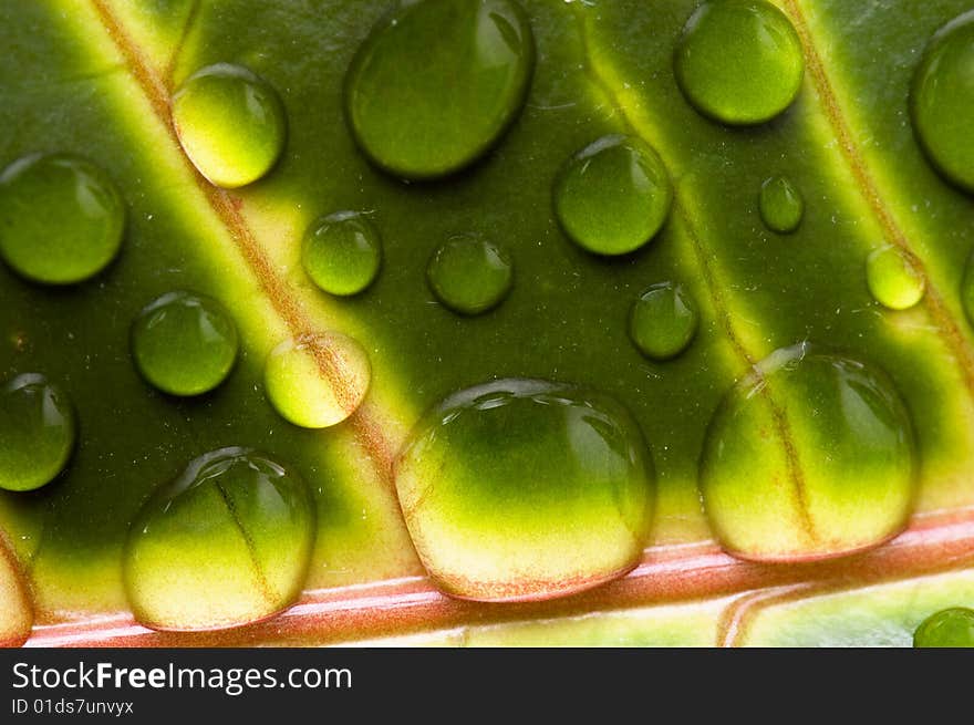 Water drops on the leaf (Shallow dof)