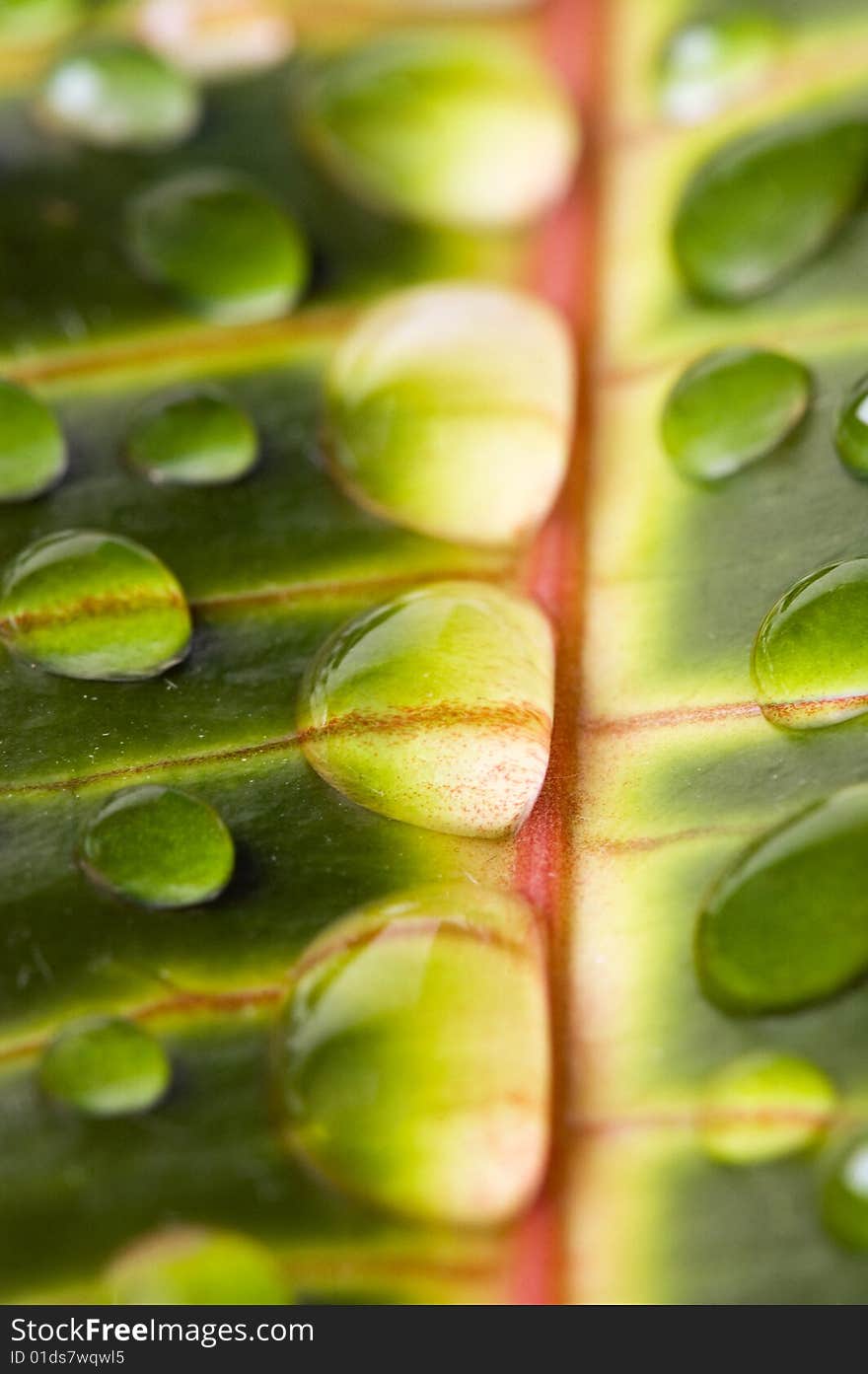 Water drops on the leaf (Shallow dof)