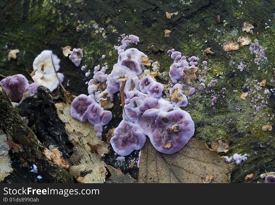 Fungi Chondrostereum purpureum in tree