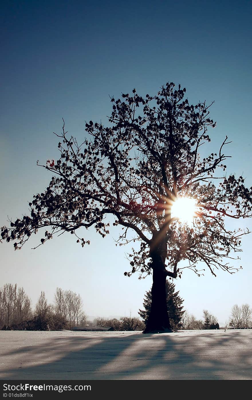 Individual tree on a snow-covered meadow with long shade and sunbeams. Individual tree on a snow-covered meadow with long shade and sunbeams.