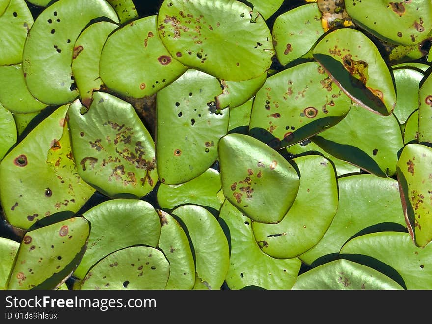 Lily pads captured close up.