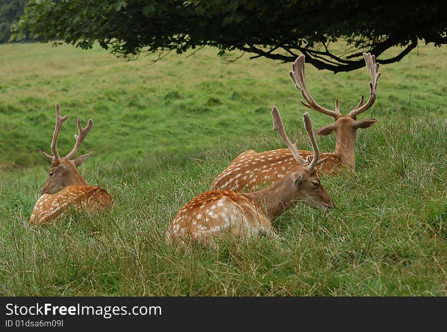 Lying fallow deer under a tree. Lying fallow deer under a tree.