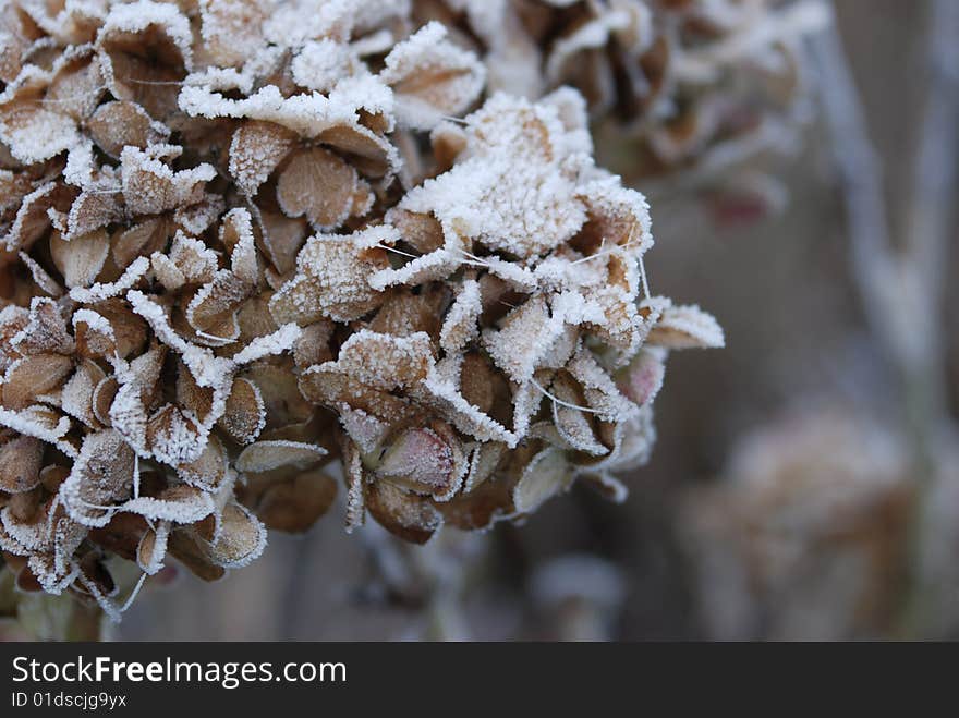 Snowy hydrangea