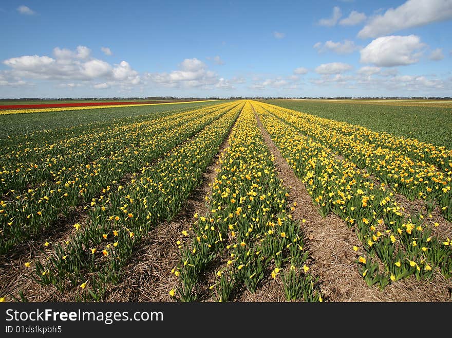 Field Of Yellow Flowers