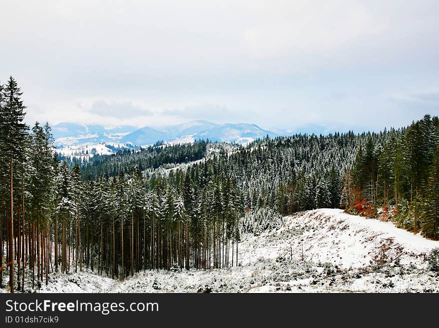 Stock photo: an image of winter forest in the mountains. Stock photo: an image of winter forest in the mountains