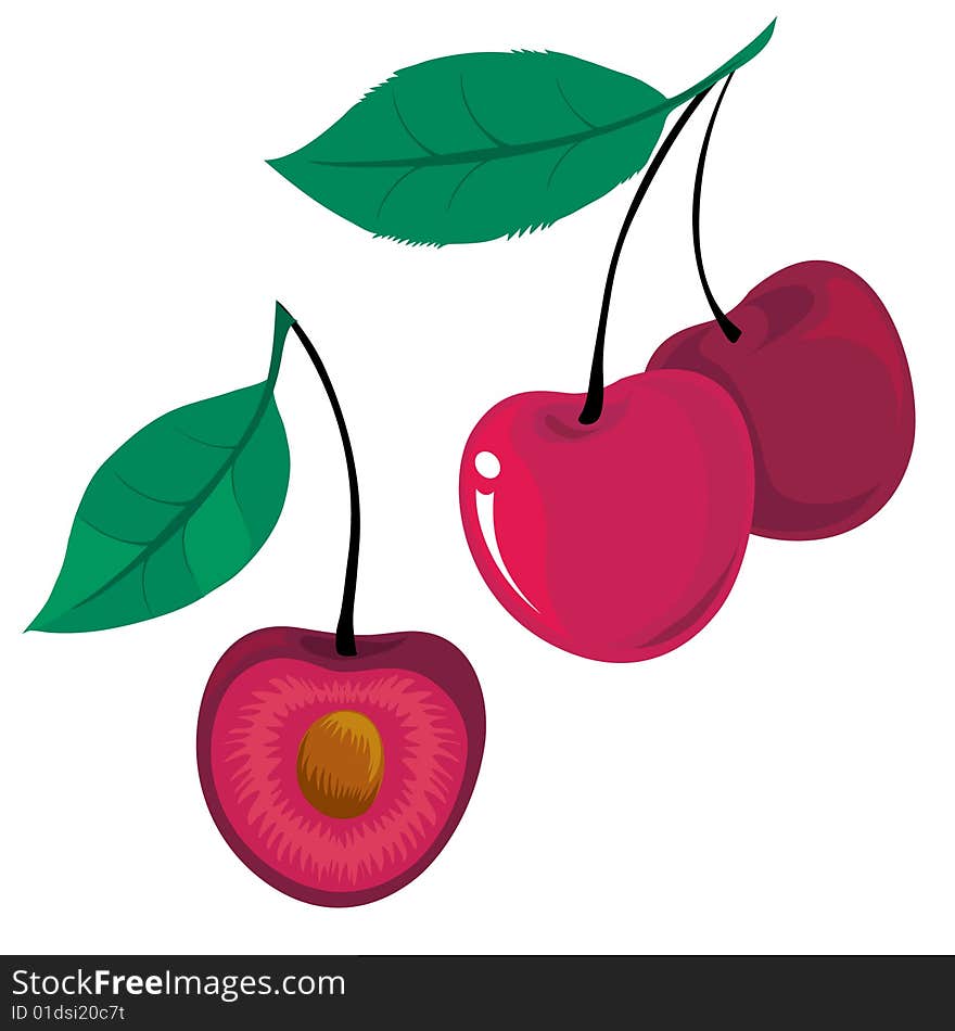 Illustration of cherries with leafs. Illustration of cherries with leafs