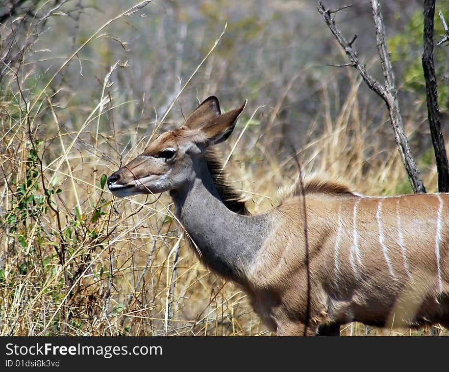 Kudu Antelope, South Africa