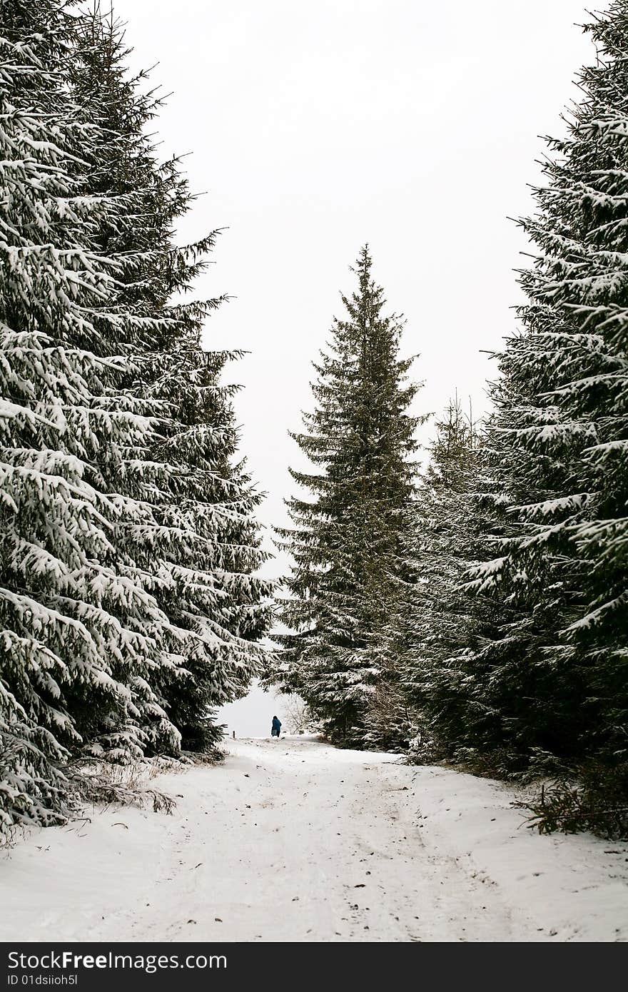 Stock photo: nature: an image of beautiful winter forest. Stock photo: nature: an image of beautiful winter forest