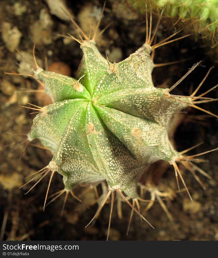 Green cactus astrophytum close up. Green cactus astrophytum close up