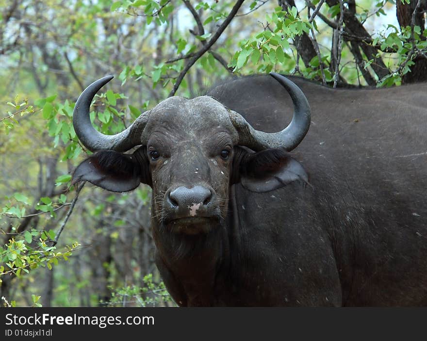 African Buffalo (Syncerus caffer) in the Kruger Park, South Africa. African Buffalo (Syncerus caffer) in the Kruger Park, South Africa.