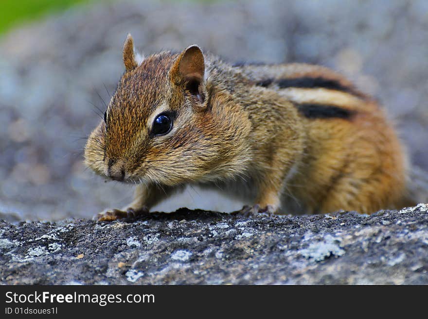 On The Lookout For More Nuts