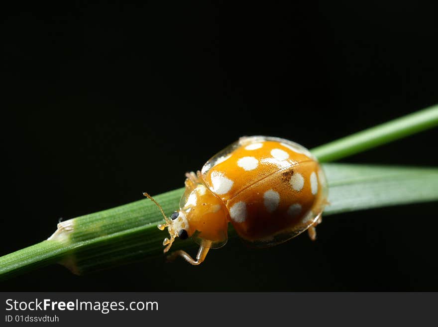 Orange ladybird on green sheet (black background)