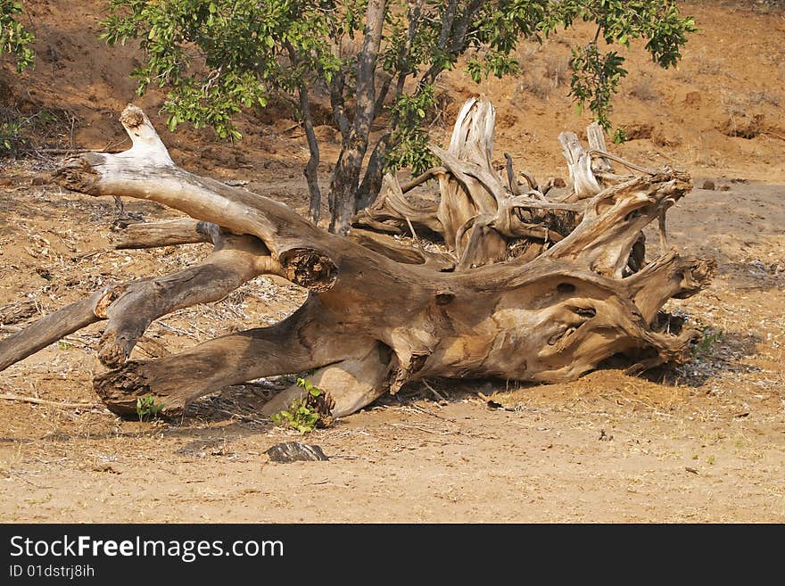 Driftwood In The Bed Of The Olifants River