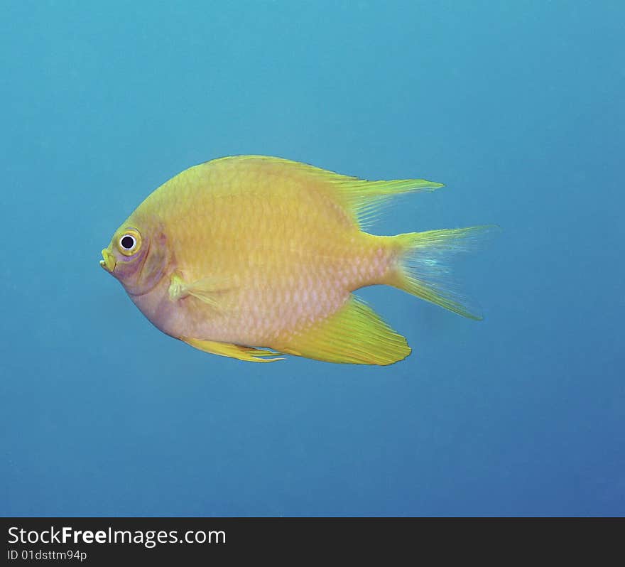 Beautiful Yellow Butterfly Fish