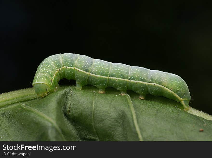 Green caterpillar on sheet (side view)