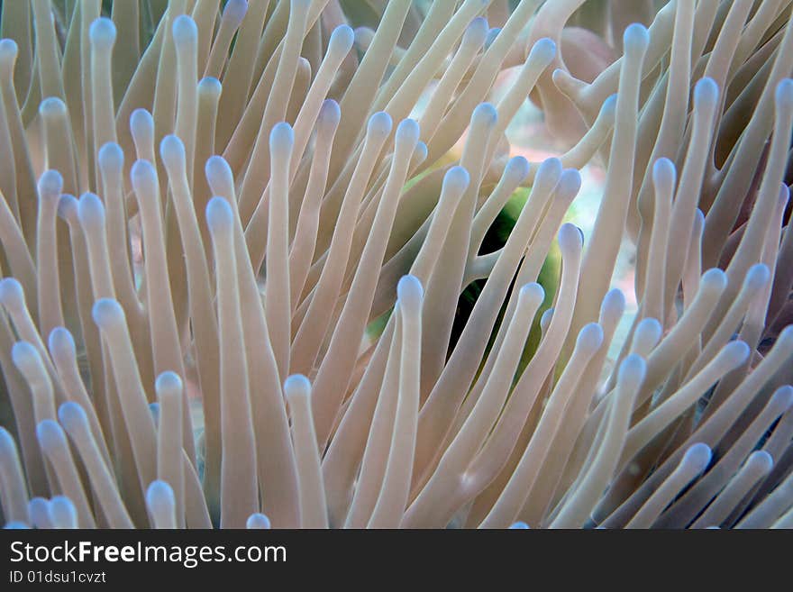 Blue-Tipped Anemone Taken in Fiji